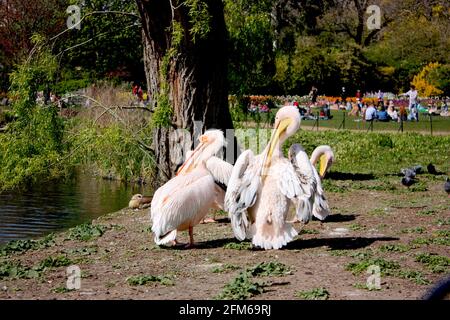 Rosa Pelikane im St James' Park, London Stockfoto
