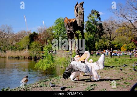 Pelikane im St James's Park, London Stockfoto