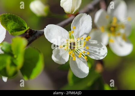 Die Frühlingskirsche blüht auf einem Ast aus nächster Nähe Stockfoto