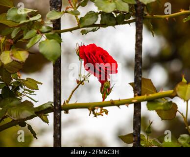 Rote Rose zwischen Bars im Garten. Stockfoto