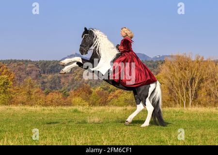 Frauen, die auf einem aufzuchtenden Pferd sitzen, einem schwarz-weißen Tobiano gemustert, auf einer grünen Wiese im Herbst, Deutschland Stockfoto
