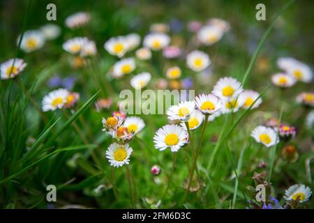 Gänseblümchen, gowan, weiße kleine Frühlingsblumen (Bellis perennis) Stockfoto