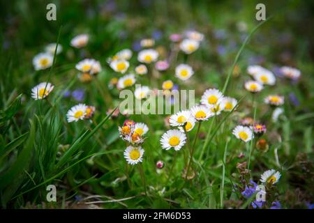 Gänseblümchen, gowan, weiße kleine Frühlingsblumen (Bellis perennis) Stockfoto