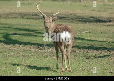 Ihr habt mich nicht gesehen! Mandschurische Sika-Hirsche, die an einem sonnigen englischen Frühlingstag in ihrem Heimatpark wild umherstreifen. Woburn, England. Stockfoto