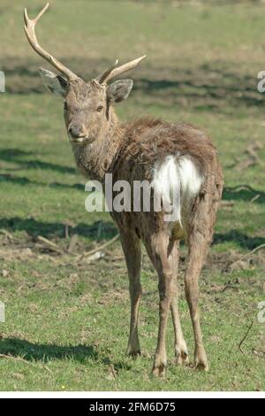 Ihr habt mich nicht gesehen! Mandschurische Sika-Hirsche, die an einem sonnigen englischen Frühlingstag in ihrem Heimatpark wild umherstreifen. Woburn, England. Stockfoto