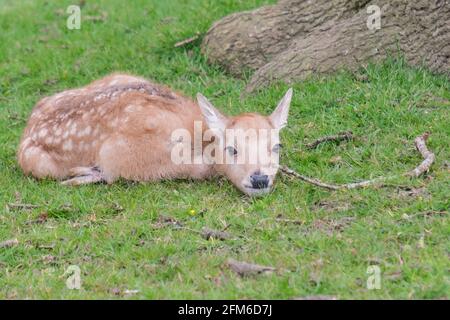 Einfach nur zum Abkühlen! Es ist alles zu viel Aufwand. Junge Damhirsche nehmen es sich an einem sonnigen englischen Frühlingstag leicht. Woburn, England Stockfoto