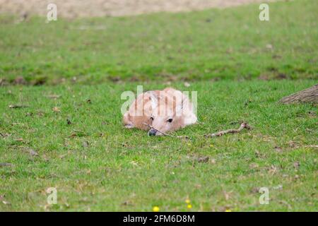 Einfach nur zum Abkühlen! Es ist alles zu viel Aufwand. Junge Damhirsche nehmen es sich an einem sonnigen englischen Frühlingstag leicht. Woburn, England Stockfoto