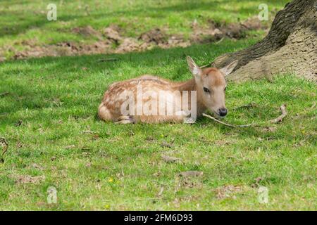 Einfach nur zum Abkühlen! Es ist alles zu viel Aufwand. Junge Damhirsche nehmen es sich an einem sonnigen englischen Frühlingstag leicht. Woburn, England Stockfoto