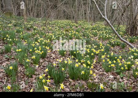 Wilde Narzissen (Narcissus pseudonarcissus) im Frühjahr in Greenaways Wood bei Four Oaks, in der Nähe von Kempley, Gloucestershire, Großbritannien Stockfoto