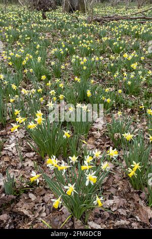 Wilde Narzissen (Narcissus pseudonarcissus) im Frühjahr in Greenaways Wood bei Four Oaks, in der Nähe von Kempley, Gloucestershire, Großbritannien Stockfoto