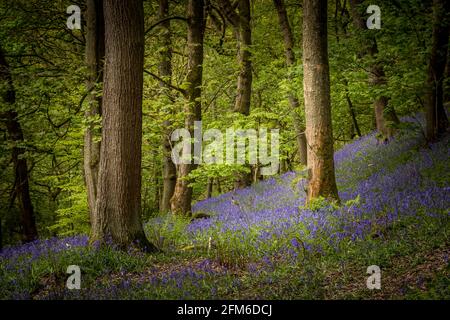 Bluebells (Hyacinthoides non-scripta) Hardcastle Crags ist ein bewaldeter Pennine Valley in West Yorkshire, England. Stockfoto