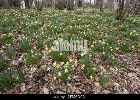 Wilde Narzissen (Narcissus pseudonarcissus) im Frühjahr in Greenaways Wood bei Four Oaks, in der Nähe von Kempley, Gloucestershire, Großbritannien Stockfoto