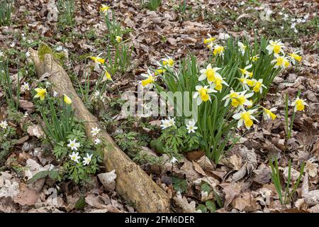 Wilde Narzissen (Narcissus pseudonarcissus) und Holzanemonen (Anemone nemorosa) im Frühjahr in Betty DAWs Wood bei Four Oaks, in der Nähe von Kempley, Glouces Stockfoto
