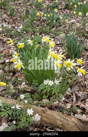 Wilde Narzissen (Narcissus pseudonarcissus) und Holzanemonen (Anemone nemorosa) im Frühjahr in Betty DAWs Wood bei Four Oaks, in der Nähe von Kempley, Glouces Stockfoto