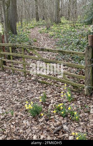 Ein fünf-Bar-Tor in die wilden Narzissen (Narcissus pseudonarcissus) im Frühjahr in Betty DAWs Wood bei Four Oaks, in der Nähe von Kempley, Gloucestershire, Großbritannien Stockfoto