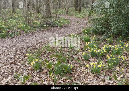 Wilde Narzissen (Narcissus pseudonarcissus) im Frühjahr in Betty DAWs Wood bei Four Oaks, in der Nähe von Kempley, Gloucestershire, Großbritannien Stockfoto