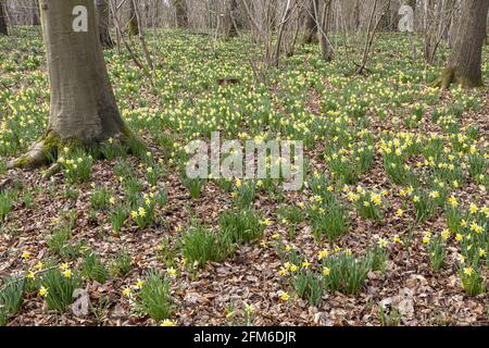 Wilde Narzissen (Narcissus pseudonarcissus) im Frühjahr in Betty DAWs Wood bei Four Oaks, in der Nähe von Kempley, Gloucestershire, Großbritannien Stockfoto