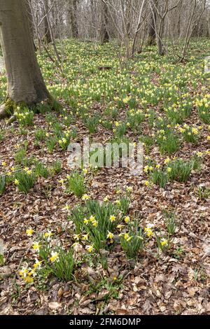 Wilde Narzissen (Narcissus pseudonarcissus) im Frühjahr in Betty DAWs Wood bei Four Oaks, in der Nähe von Kempley, Gloucestershire, Großbritannien Stockfoto