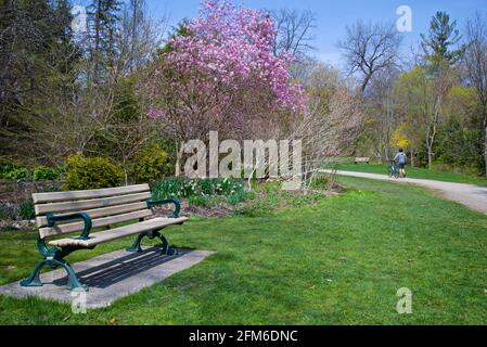 Erwachsener Mann, der mit dem Fahrrad im Park spazieren geht Frühling mit blühendem rosa Krabbenapfelbaum Stockfoto