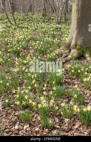Wilde Narzissen (Narcissus pseudonarcissus) im Frühjahr in Betty DAWs Wood bei Four Oaks, in der Nähe von Kempley, Gloucestershire, Großbritannien Stockfoto