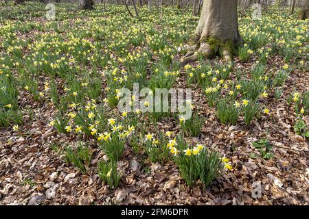 Wilde Narzissen (Narcissus pseudonarcissus) im Frühjahr in Betty DAWs Wood bei Four Oaks, in der Nähe von Kempley, Gloucestershire, Großbritannien Stockfoto