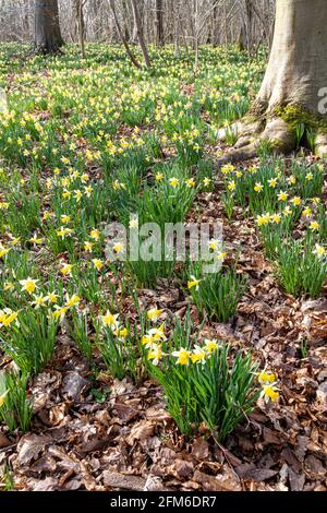 Wilde Narzissen (Narcissus pseudonarcissus) im Frühjahr in Betty DAWs Wood bei Four Oaks, in der Nähe von Kempley, Gloucestershire, Großbritannien Stockfoto
