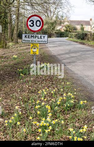 Wilde Narzissen (Narcissus pseudonarcissus) im Frühjahr am Eingang zum Dorf Kempley in der Nähe von Dymock, Gloucestershire, Großbritannien Stockfoto