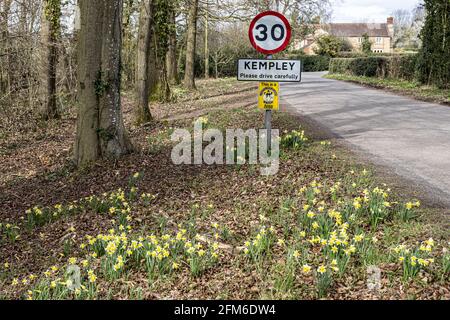 Wilde Narzissen (Narcissus pseudonarcissus) im Frühjahr am Eingang zum Dorf Kempley in der Nähe von Dymock, Gloucestershire, Großbritannien Stockfoto