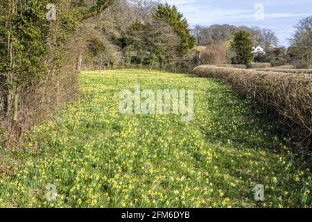 Wilde Narzissen (Narcissus pseudonarcissus) im Frühjahr im Gwen and Vera's Fields Nature Reserve in Four Oaks, in der Nähe von Kempley, Gloucestershire, Großbritannien Stockfoto