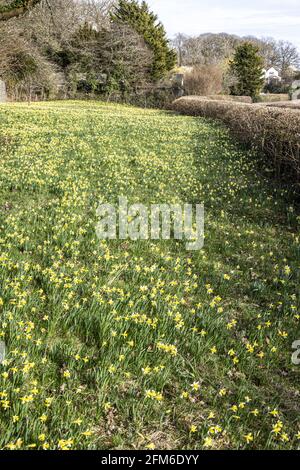 Wilde Narzissen (Narcissus pseudonarcissus) im Frühjahr im Gwen and Vera's Fields Nature Reserve in Four Oaks, in der Nähe von Kempley, Gloucestershire, Großbritannien Stockfoto