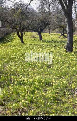 Wilde Narzissen (Narcissus pseudonarcissus) im Frühjahr im Gwen and Vera's Fields Nature Reserve in Four Oaks, in der Nähe von Kempley, Gloucestershire, Großbritannien Stockfoto