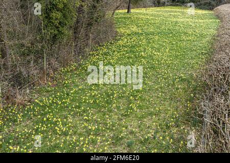 Wilde Narzissen (Narcissus pseudonarcissus) im Frühjahr im Gwen and Vera's Fields Nature Reserve in Four Oaks, in der Nähe von Kempley, Gloucestershire, Großbritannien Stockfoto