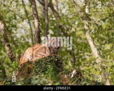 Karpaten-Luchs Stockfoto