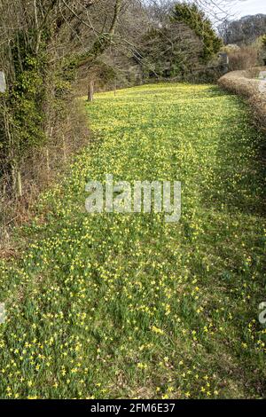 Wilde Narzissen (Narcissus pseudonarcissus) im Frühjahr im Gwen and Vera's Fields Nature Reserve in Four Oaks, in der Nähe von Kempley, Gloucestershire, Großbritannien Stockfoto