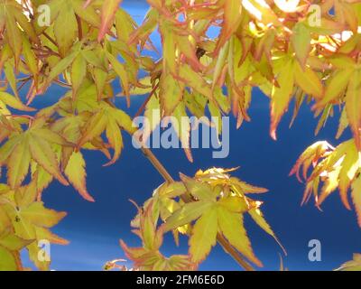 Acer palmatum Mizuho beni zeichnet sich durch kleine grüne Blätter aus, die in Rot eingefasst sind und im Frühlingssonne fast einen goldenen Glanz haben. Stockfoto