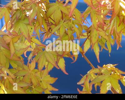 Nahaufnahme des Laubs des Acer palmatum (Mizuho beni) mit kleinen grünen Blättern, die rot umrandet sind und fast golden auf einem königsblauen Auto aussehen. Stockfoto