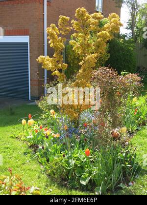 Kehren Sie den Rückgang in den Vorgärten um: Vermeiden Sie Pflaster und Pflanzen Sie eine bunte Mischung aus Frühlingsblumen mit einem kleinen Baum (acer) an der Seite der Garage. Stockfoto