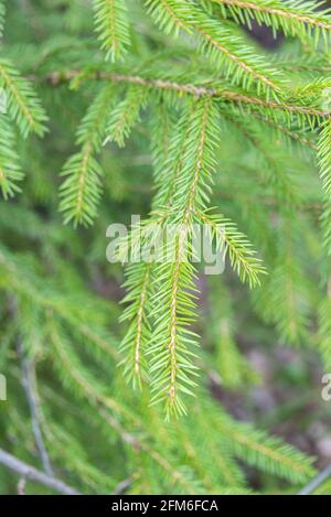 Voller Rahmen von Tannenzweigen Wald Natur Landschaft. Nahaufnahme immergrüner Bäume mit Nadeln. Geringe Schärfentiefe. Stockfoto
