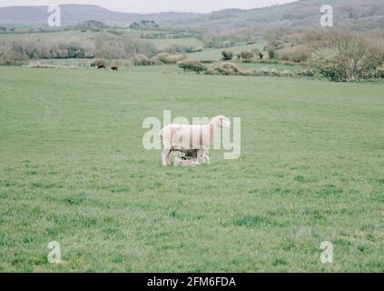 Schafe und es ist Lämmer auf einem grünen in der abgelegt Englische Landschaft Stockfoto