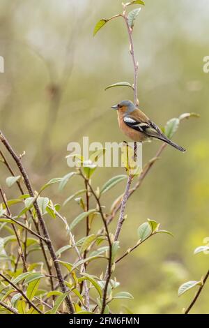 Buchfink (Fringilla coelebs) in einem Busch Stockfoto