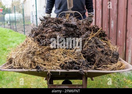 Schubkarre voller Mist und Pitchfork im Garten Stockfoto