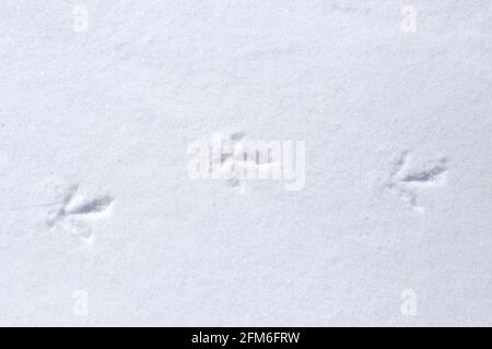 Felsenptarmigan (Lagopus muta / Lagopus mutus) Spuren/Fußabdrücke im Schnee im Winter Stockfoto