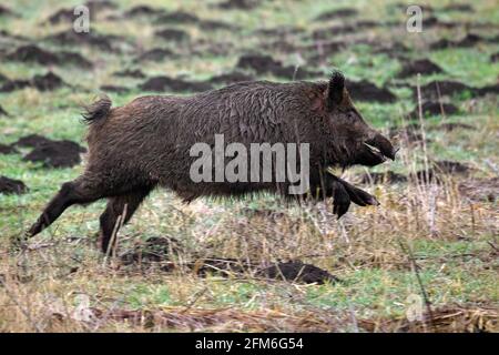 Gejagter Wildschwein (Sus scrofa) Während des Battues über das Feld laufen/fliehen Stockfoto