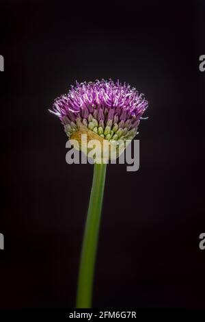 Allium Purple Blume im Frühling Stockfoto