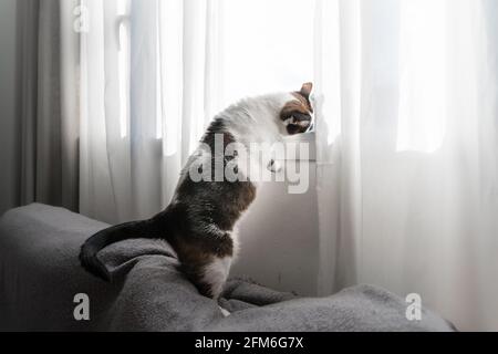 Schwarz-weiße Katze steht auf dem Sofa neben dem Angezeigt Stockfoto