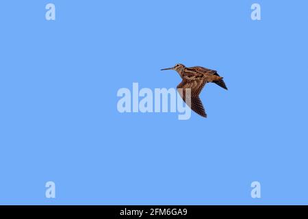 Eurasischer Waldhahn (Scolopax rusticola) im Flug gegen den blauen Himmel Stockfoto