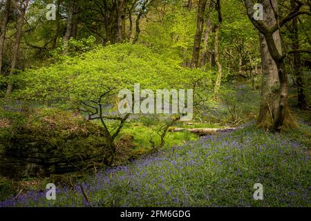 Bluebells (Hyacinthoides non-scripta) Hardcastle Crags ist ein bewaldeter Pennine Valley in West Yorkshire, England. Stockfoto