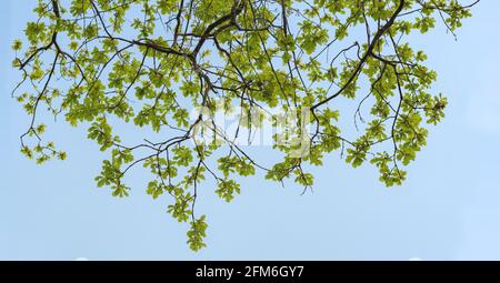 Natürlicher Hintergrund im Format eines Banners, eingerahmt in Form einer Umrandung - Eichenzweige mit jungen Frühlingsblättern. Mit Platz für Text, selektiv fo Stockfoto