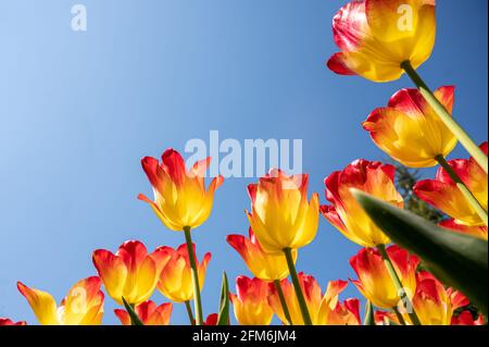 Leuchtend gelbe und rote Tulpen auf blauem Himmel Hintergrund. Farbenfrohe Frühlingskomposition. Schönheit in der Natur. Stockfoto