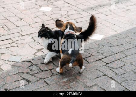 Beagles und Katzen, Haustiere. Einführung von Beagle Welpen zur Katze. Kleiner Welpe Beagle Rasse läuft hinter der Katze auf dem Hinterhof. Stockfoto